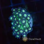 Reactor Goniopora