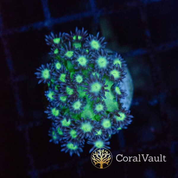 Reactor Goniopora