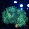XL Warpaint Elegance Coral