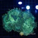 XL Warpaint Elegance Coral