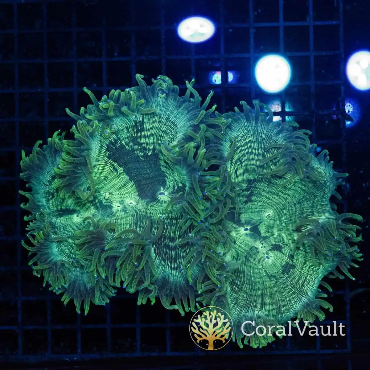XL Warpaint Elegance Coral