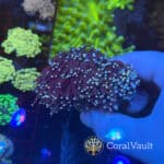 Skittles Torch Coral – Double Head
