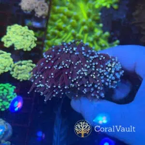 Skittles Torch Coral – Double Head