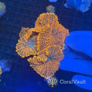Superman Mushroom Rock