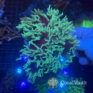 Large Black Elegance Coral