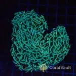 Holy Grail Wall Hammer Coral