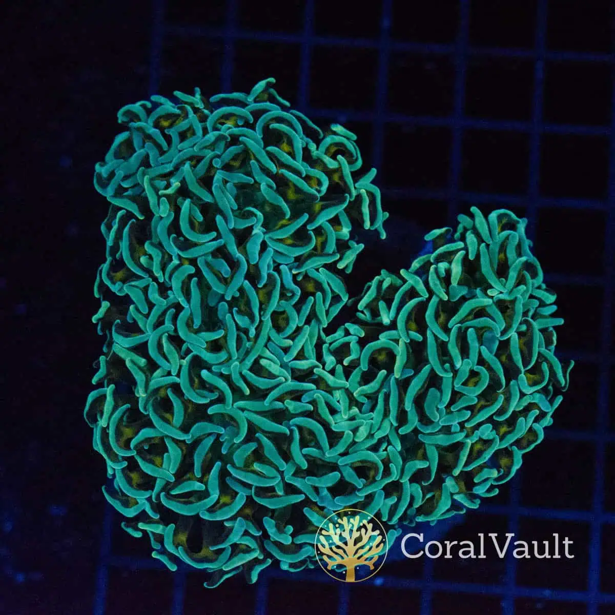 Holy Grail Wall Hammer Coral