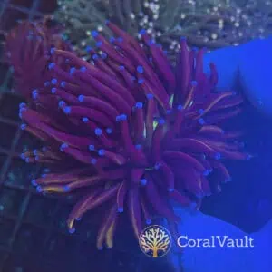 Large Copper Torch Coral
