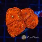 Lime Halo Blastomussa Colony
