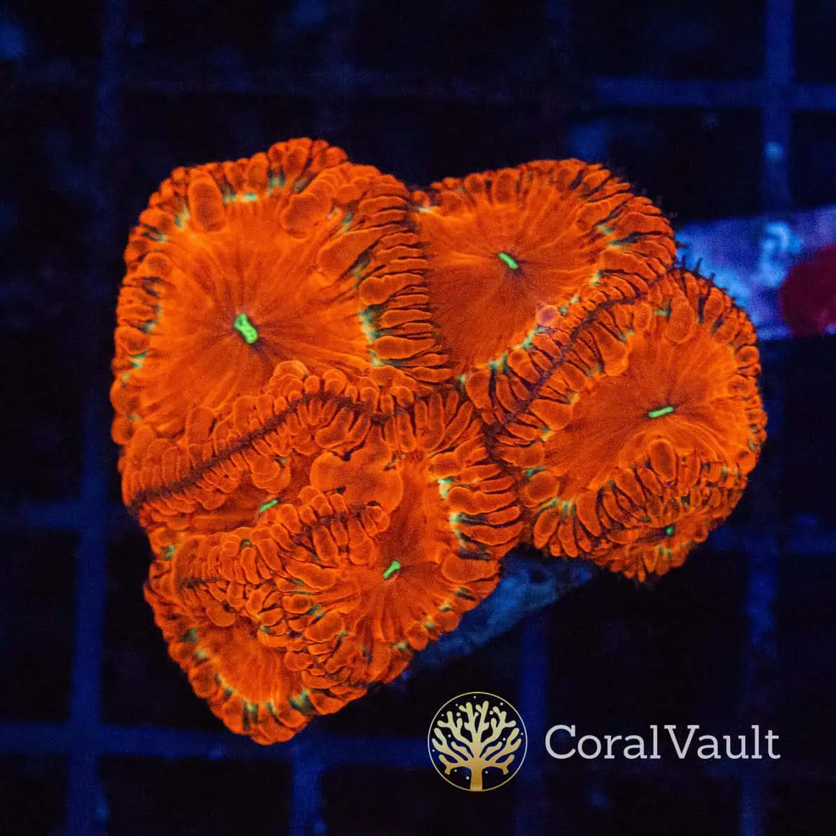 Lime Halo Blastomussa Colony