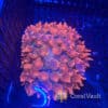 Large Speckled Bubble Tip Anemone Large Speckled Bubble Tip Anemone
