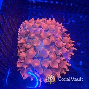 Large Speckled Bubble Tip Anemone