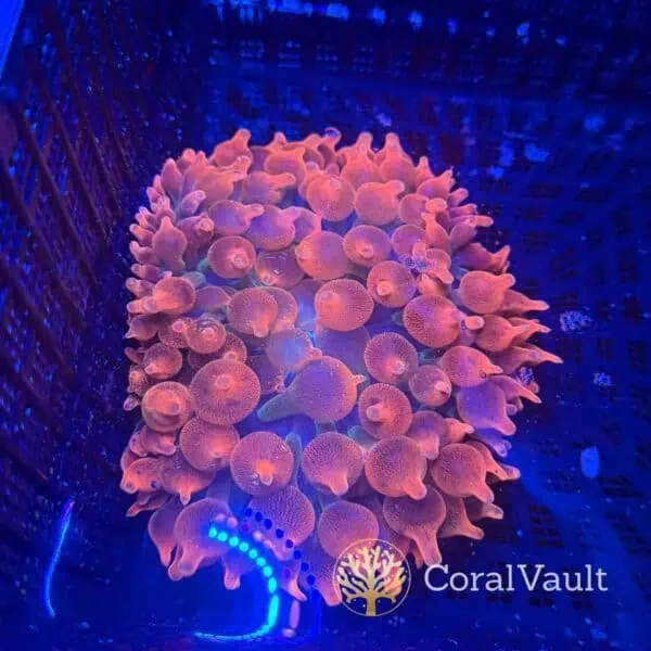 Large Speckled Bubble Tip Anemone