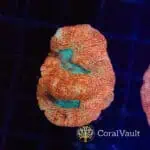 Blue Mouth Bowerbanki Frag