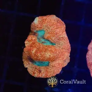 Blue Mouth Bowerbanki Frag