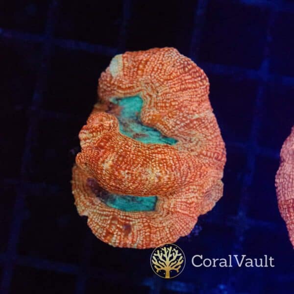 Blue Mouth Bowerbanki Frag