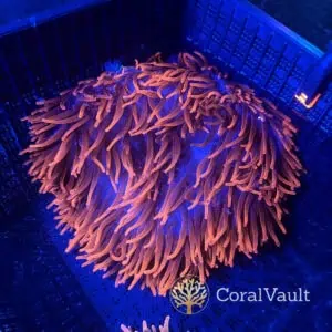 XXL Black Widow Anemone