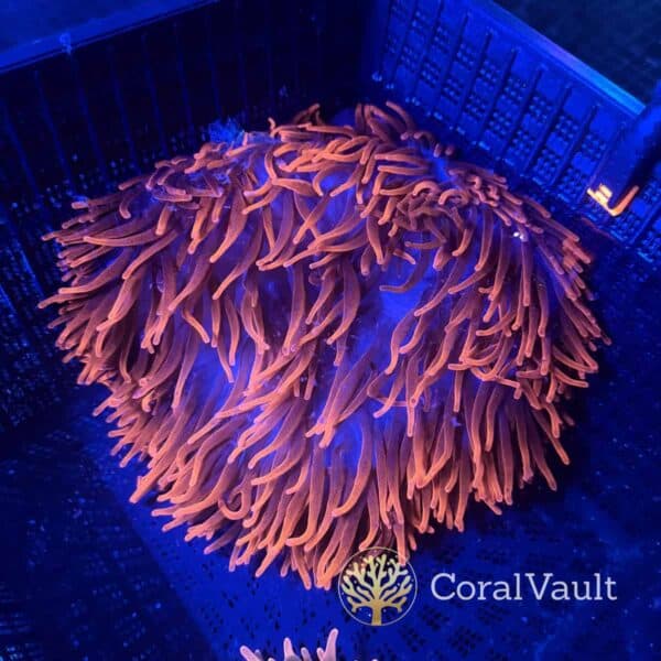 XXL Black Widow Anemone XXL Black Widow Anemone