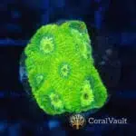 Neon Green Goniastrea