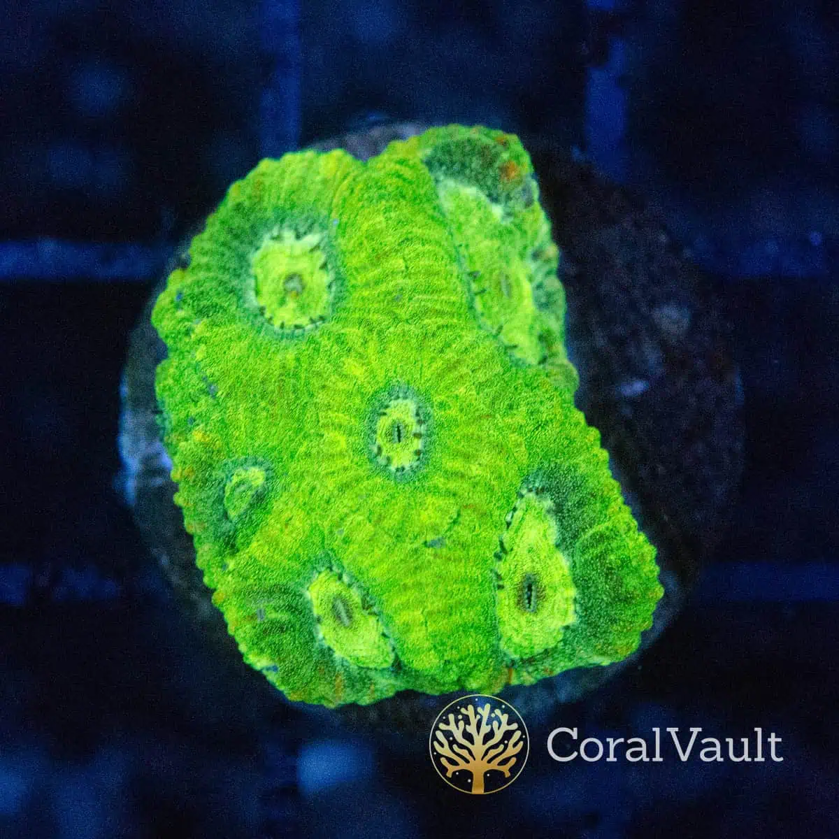 Neon Green Goniastrea