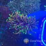 Mint Tip Torch Coral – Double Head