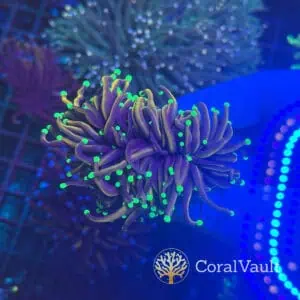 Mint Tip Torch Coral – Double Head