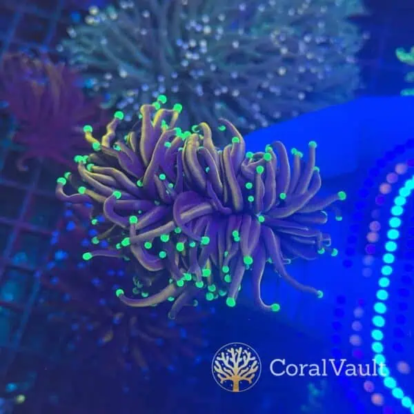 Mint Tip Torch Coral – Double Head