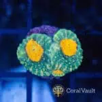 Orange Eye Acan Echinata Frag