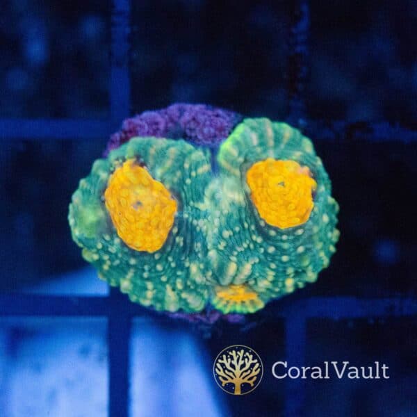 Orange Eye Acan Echinata Frag
