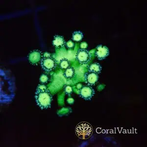 Medusa Goniopora