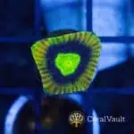 Dragon Soul Favia Frag