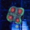 Red Eye Favia Frag