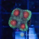 Red Eye Favia Frag