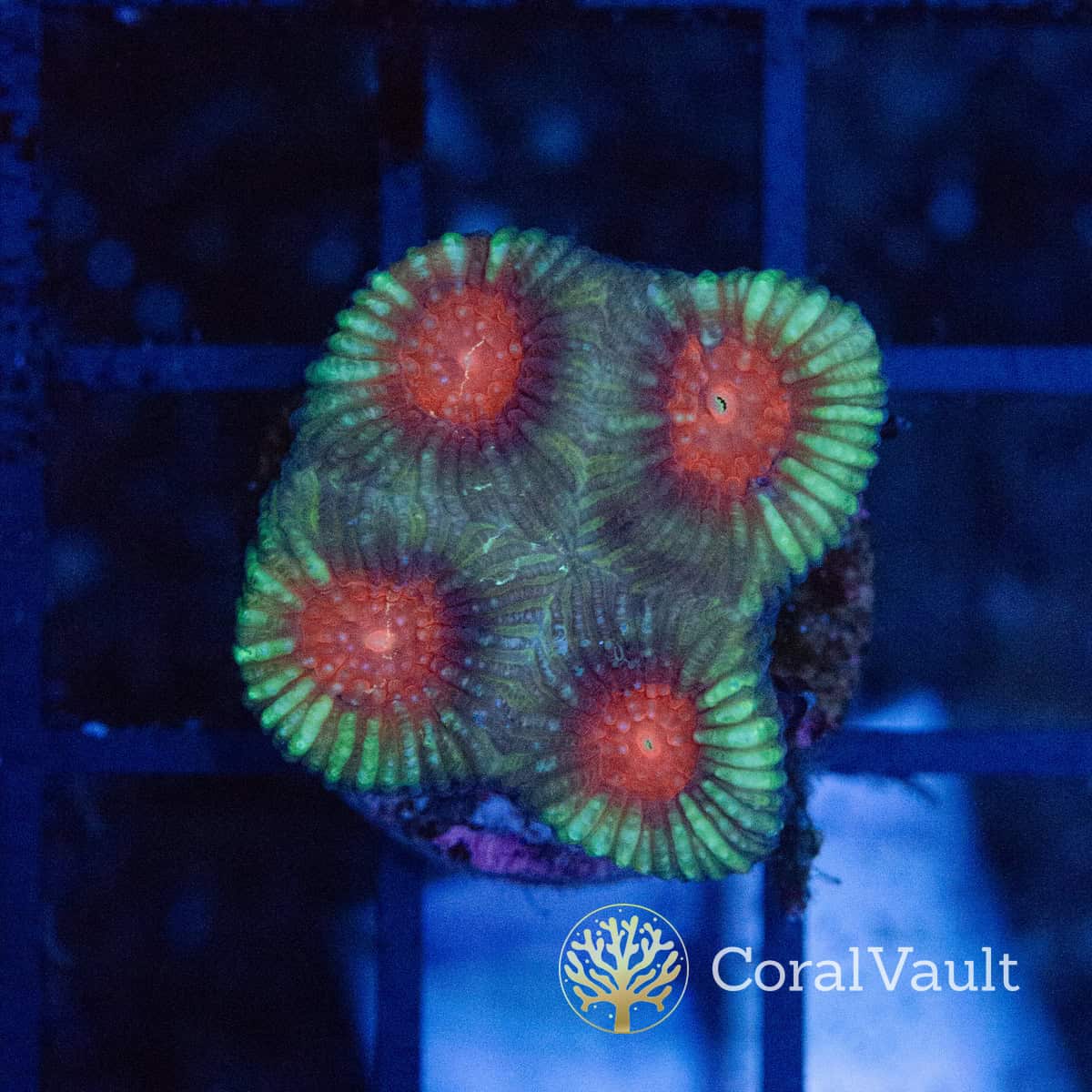 Red Eye Favia Frag