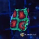 Nuclear Goniastrea Frag