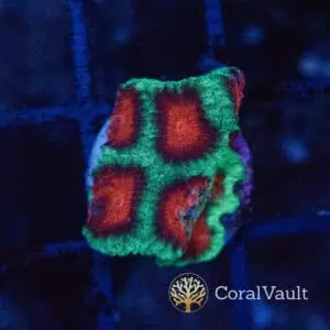 Nuclear Goniastrea Frag