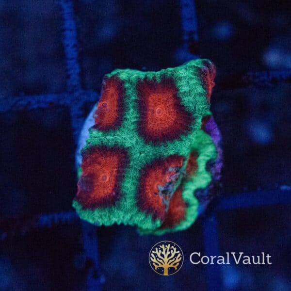 Nuclear Goniastrea Frag