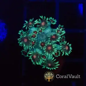 Orange Eye Goniopora