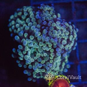 Purple Wave Branching Hammer