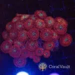 Magician Zoanthid Colony