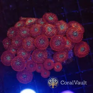 Magician Zoanthid Colony