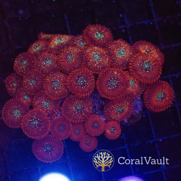 Magician Zoanthid Colony