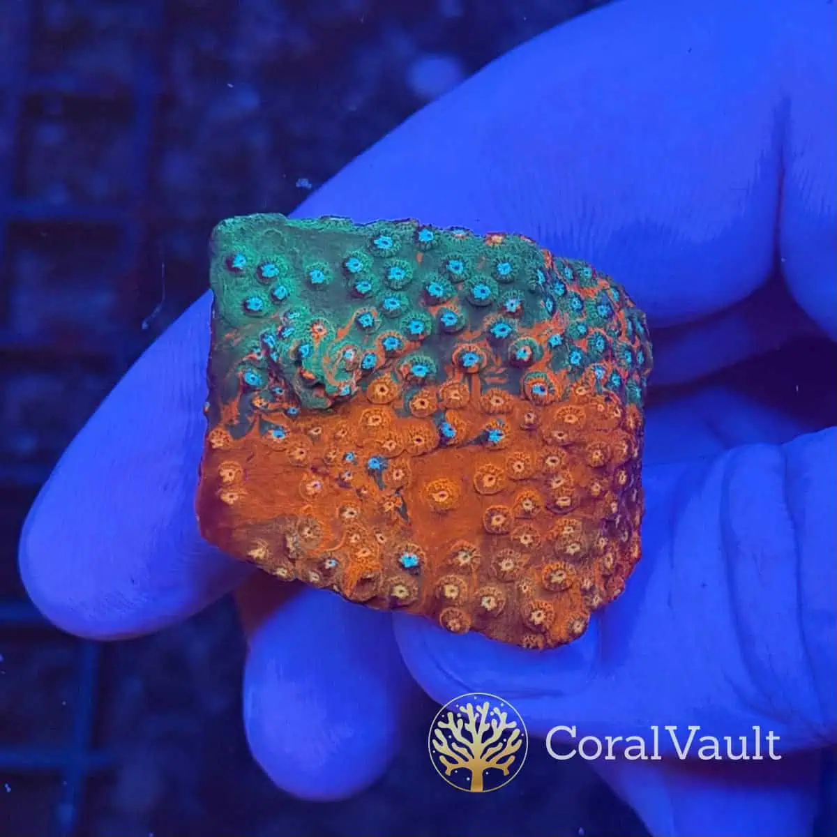 Tri-Colour Grafted Cyphastrea - Image 2