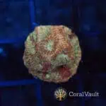 Candy Floss Goniastrea Frag