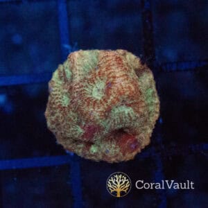 Candy Floss Goniastrea Frag