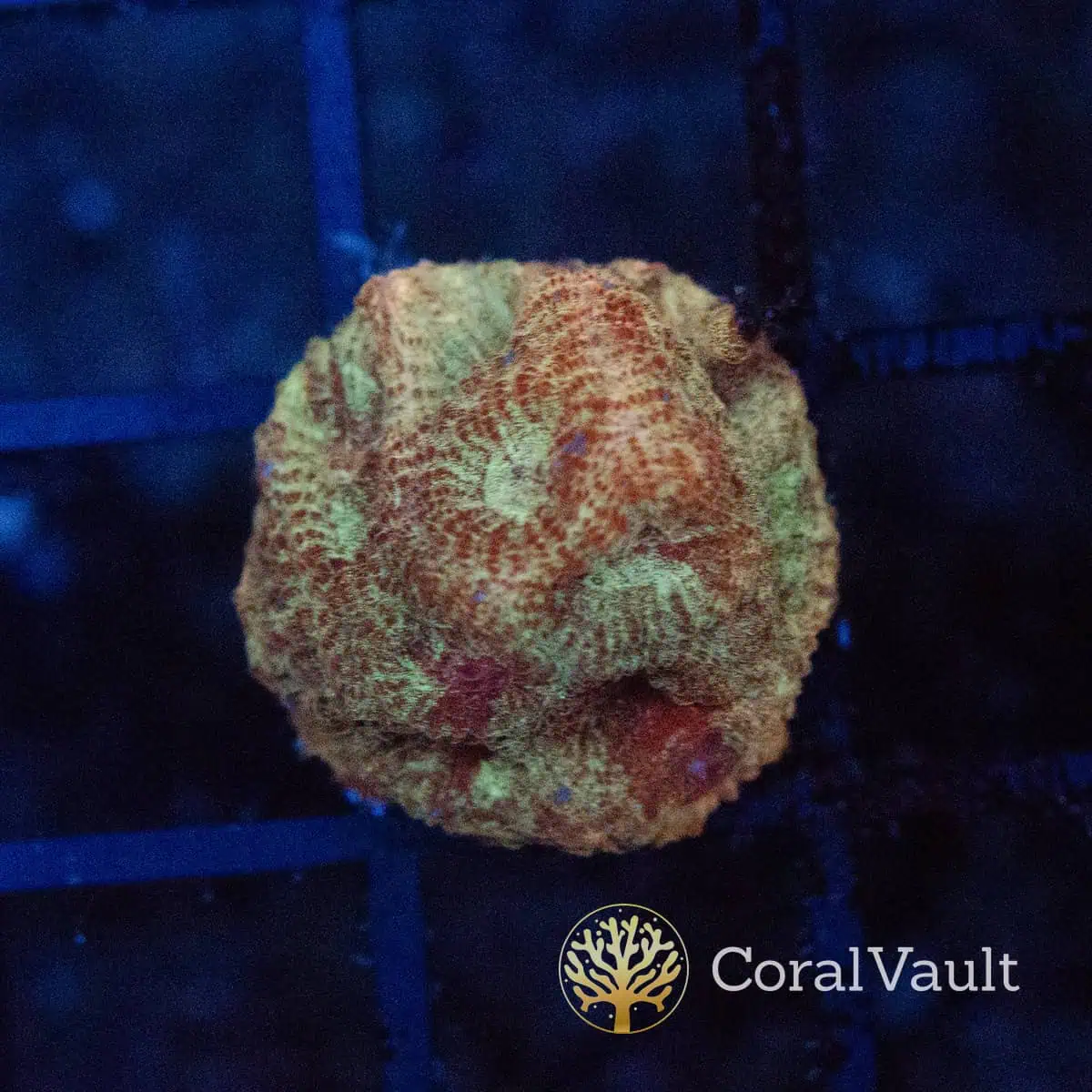Candy Floss Goniastrea Frag