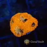 Orange Crush Acan Echinata
