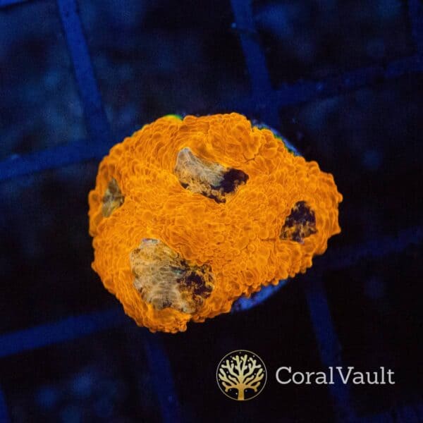 Orange Crush Acan Echinata