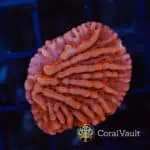 Red Montipora Frag
