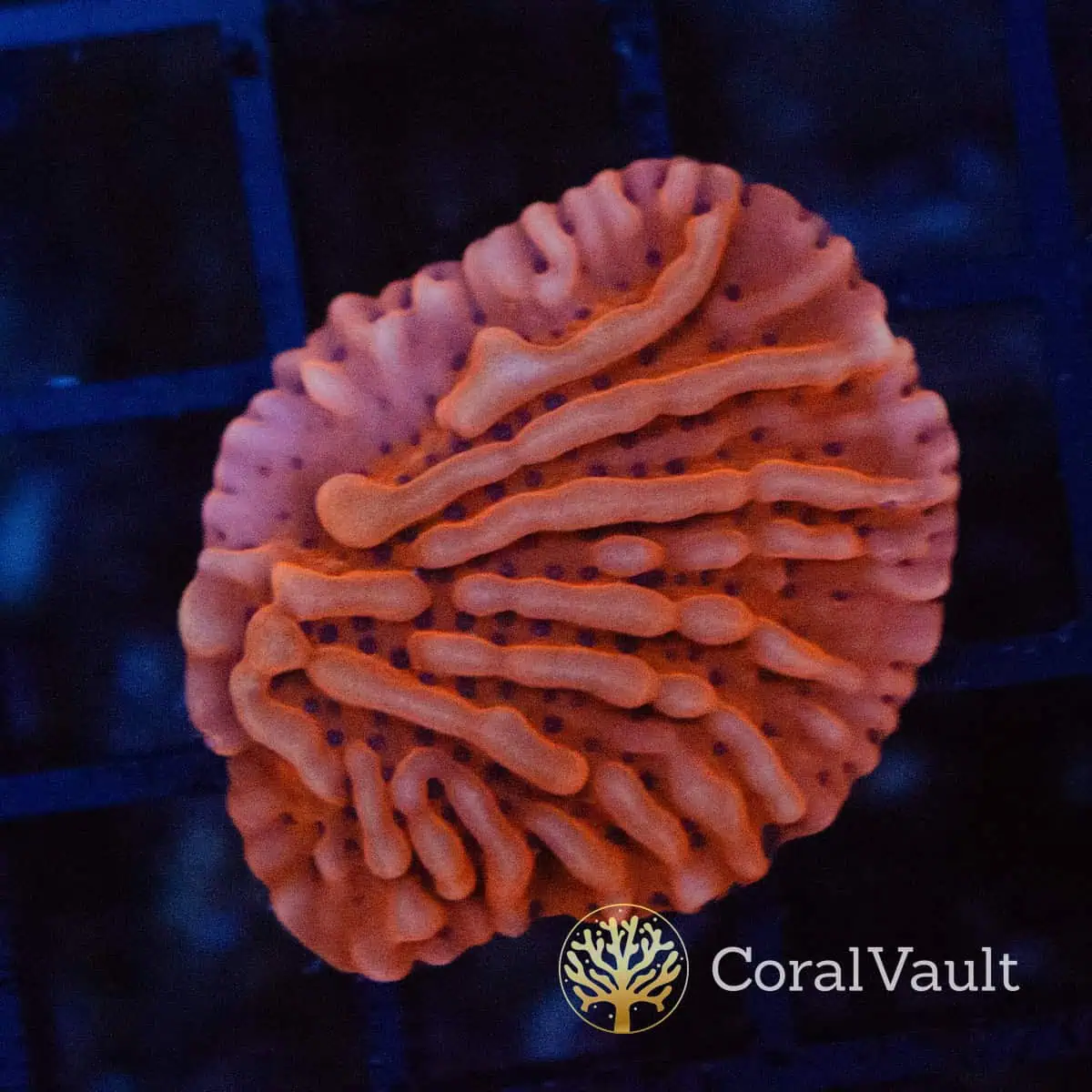 Red Montipora Frag